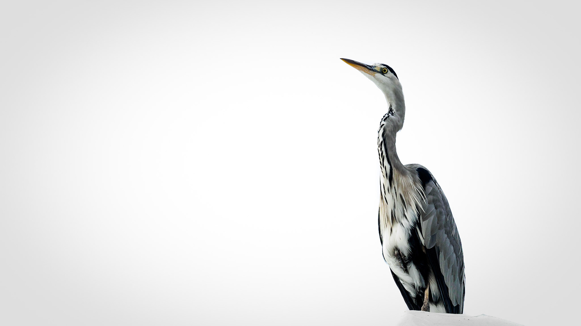 The grey heron is quite common in germany. This specimen was sitting on a fake iceberg at the penguin compound waiting for some spare fish :)