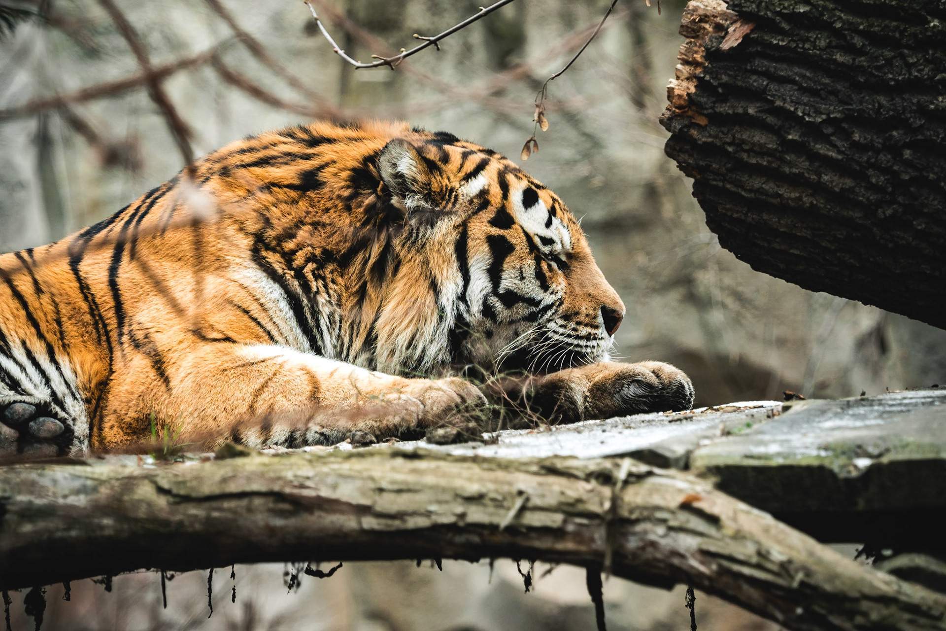 Here you can see the worlds largest cat doing what our beloved housecats enjoy most - relax!