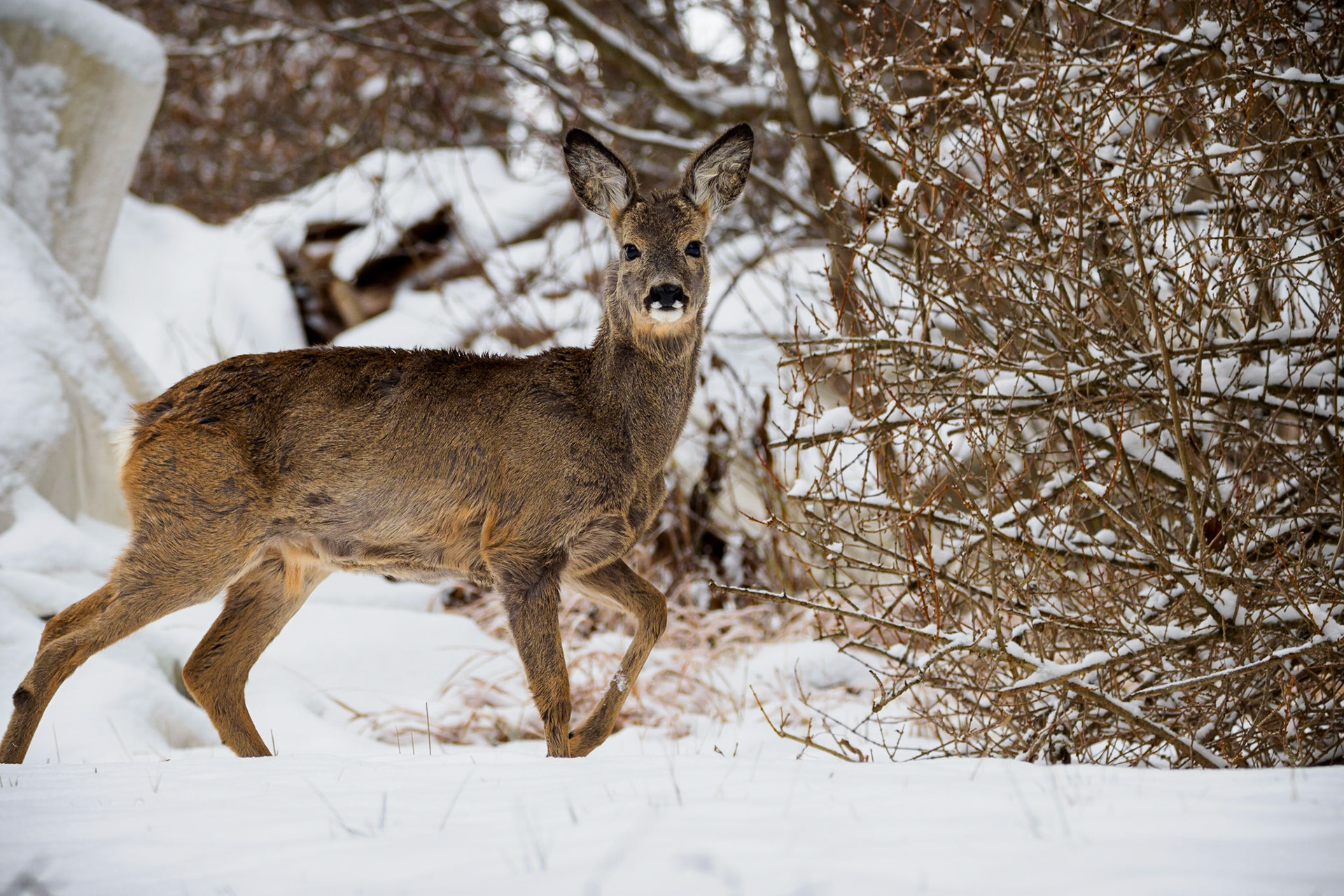 What a suprise today. I went for a little hike today in order to get some nice winter photos of the local birds. I found a nice place where I could get closer to a spot where some birds were digging up the ground to find something to eat. So I was kneeling down behind a hedge and took some photos when this beauty showed up out of thin air. I tried my best not to move (and to breathe). He did not see or recognize me for a long time. He calcmly ate some leaves and small twigs and slowly walked around the hedge I was hiding behind. Carefully I turned around to him and for a very short time I had this unobstructed view. Thank you handsome roebuck for this wonderful photo!