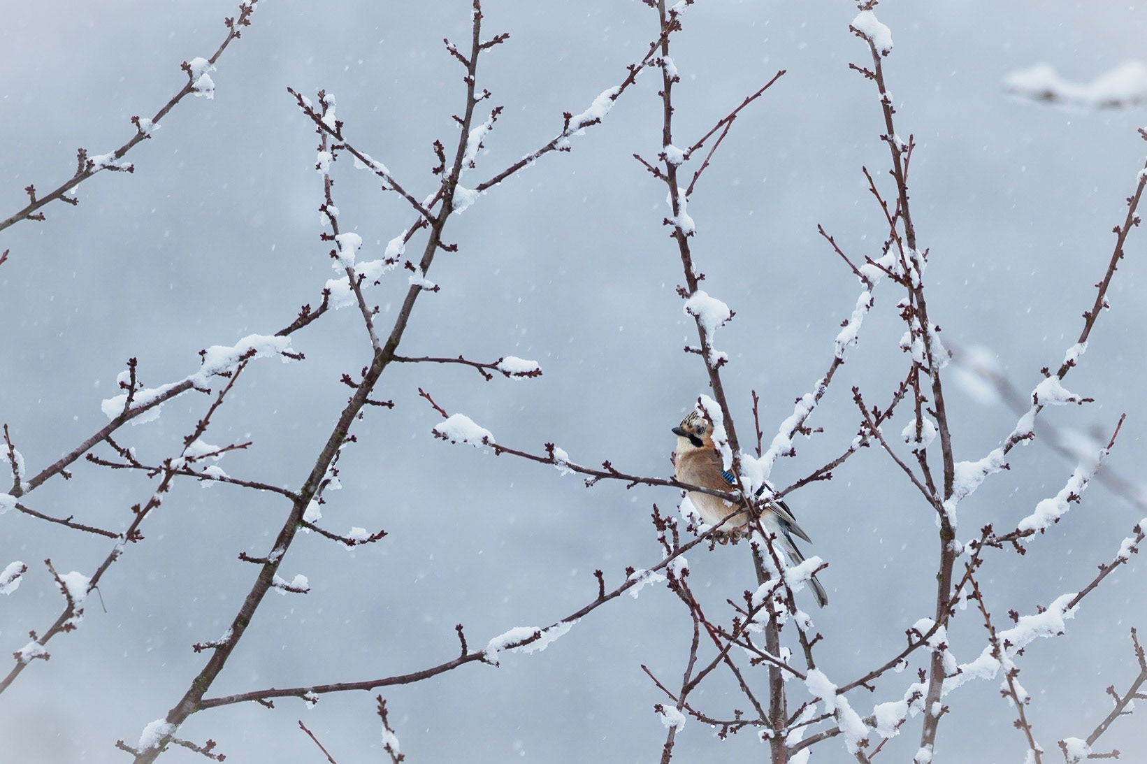 I really struggle to get these shy guys on camera... One of favourite birds around here. They have an incredible wide spectrum of sounds and I love the beautiful blue feathers.
