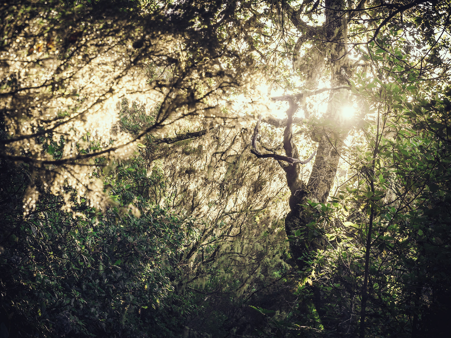 This photo is quite special for me... the longer I look at it - the more confused about the different layers I get... Do you see what I mean?