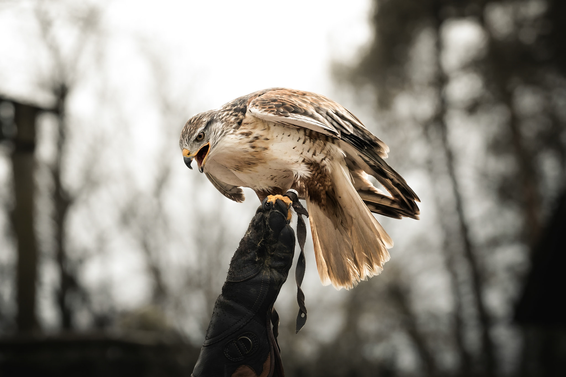 lat. Buteo regalis. Shot during the bird of prey demonstration in the beautiful park of "Cleebronn" in Germany.