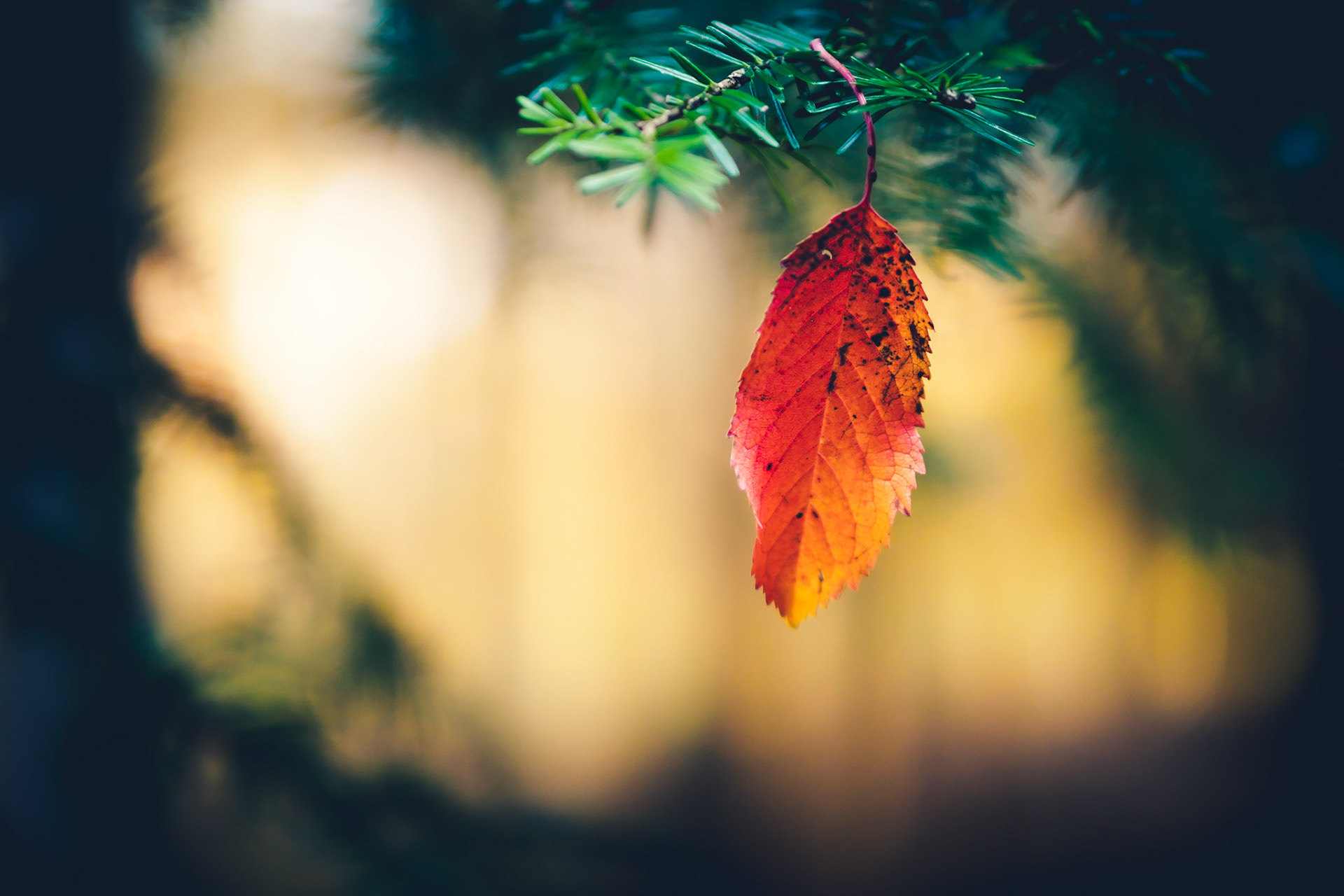 Welcome winter - old friend!