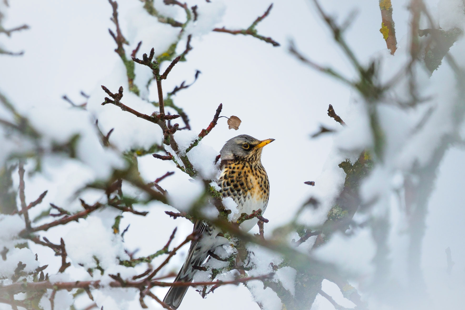 One more shot of this magnificent bird.