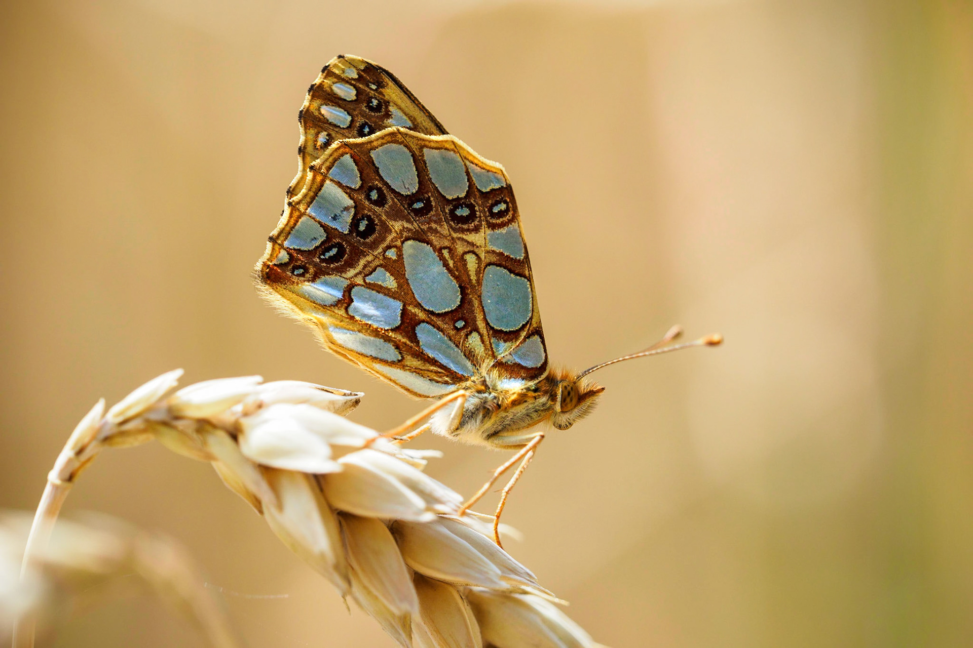 A little bit of contrast to these freezing temperatures right now :)