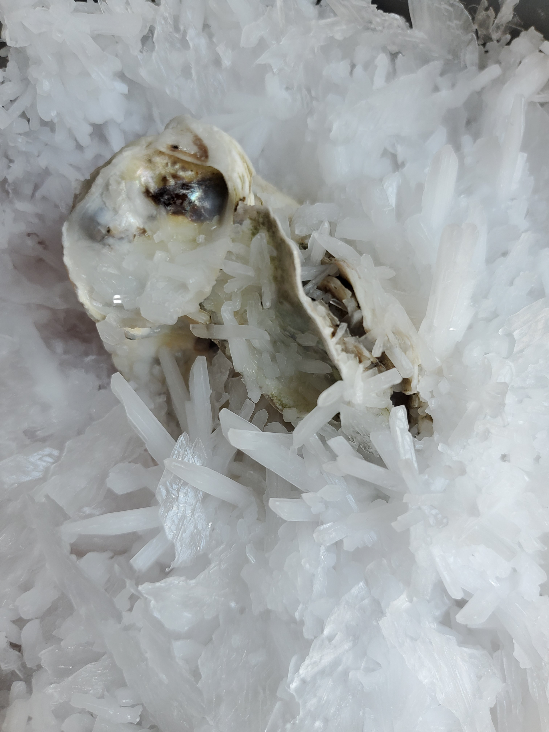 Salt crystals on oyster shell