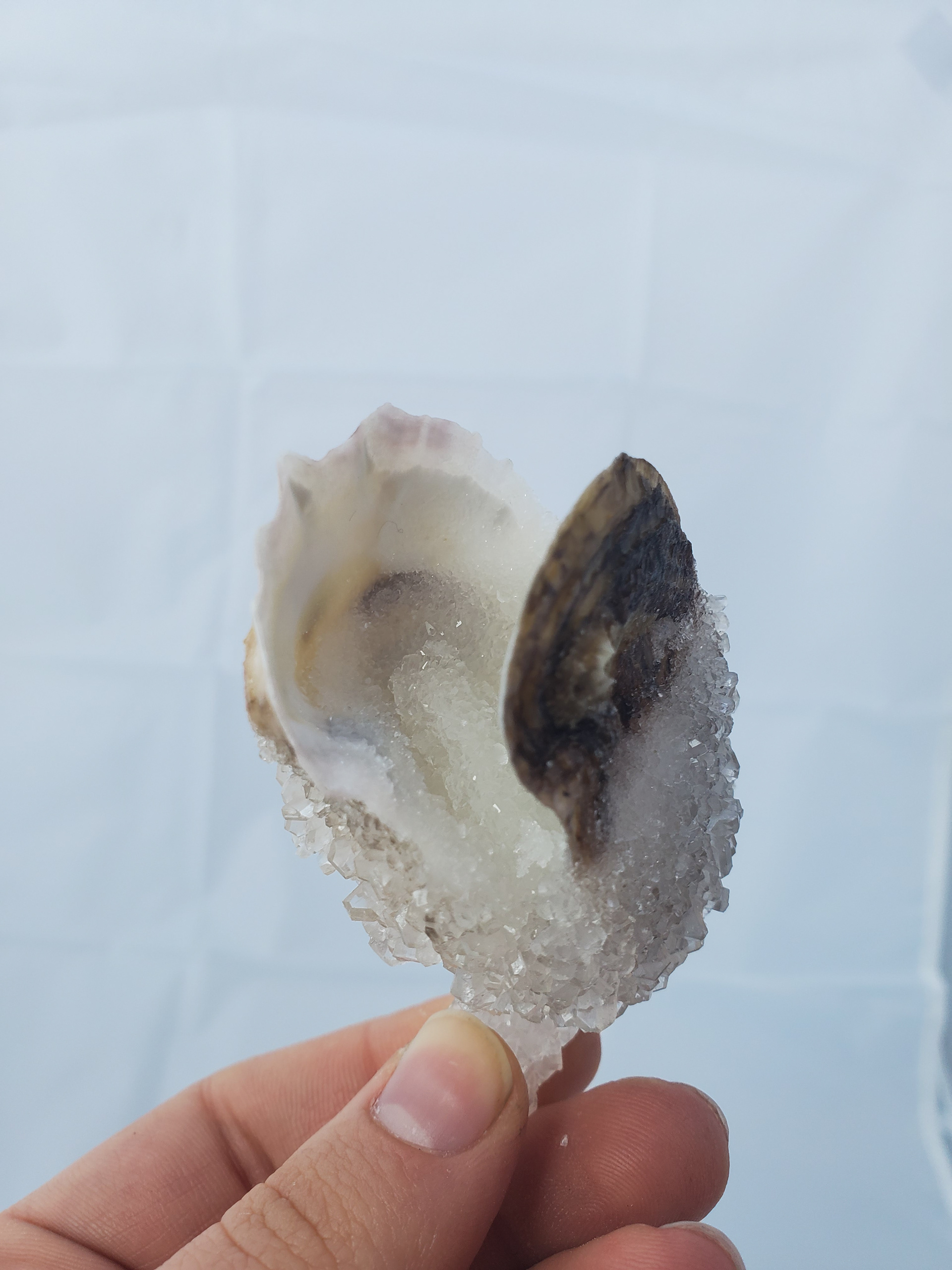 Crystals on oyster shell