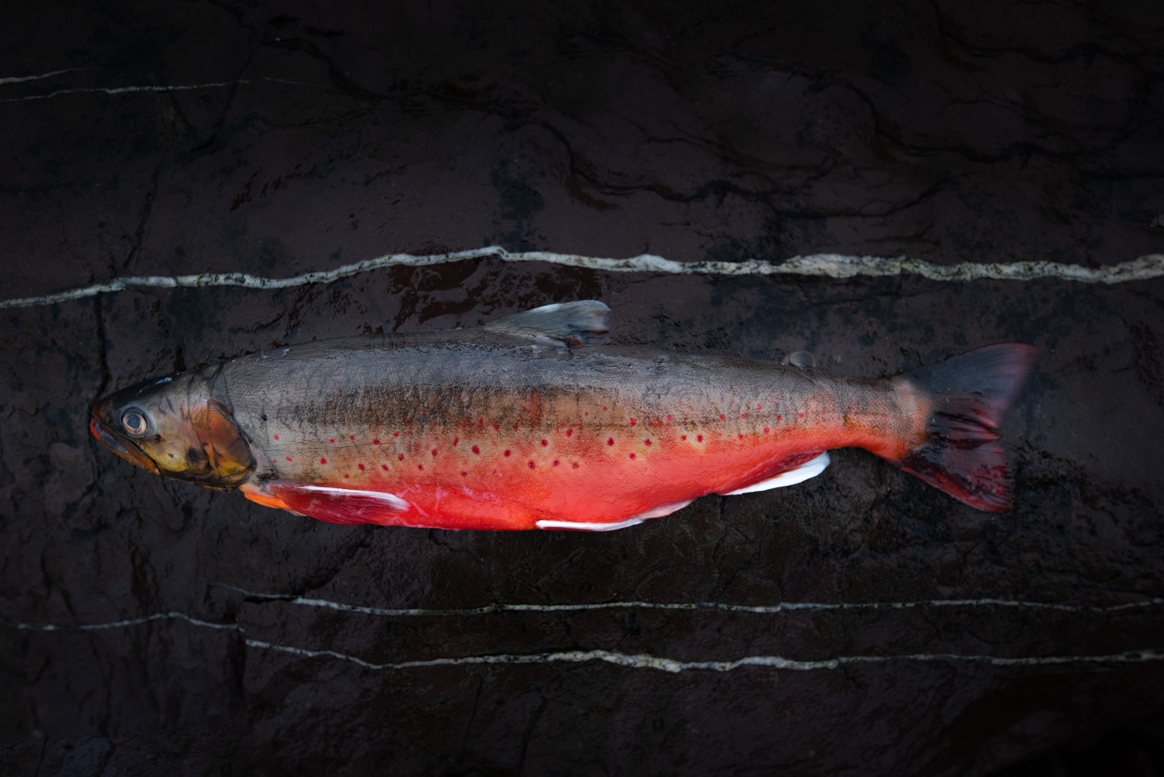 Foto kokebok Omakase