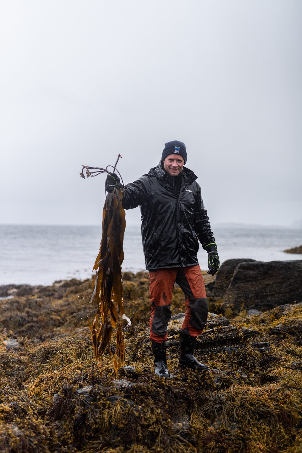 Plukking av trøffeltang på Selvær
