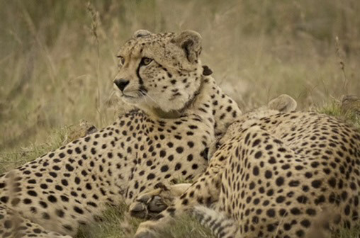 Two cheetah brothers having a lazy afternoon. 