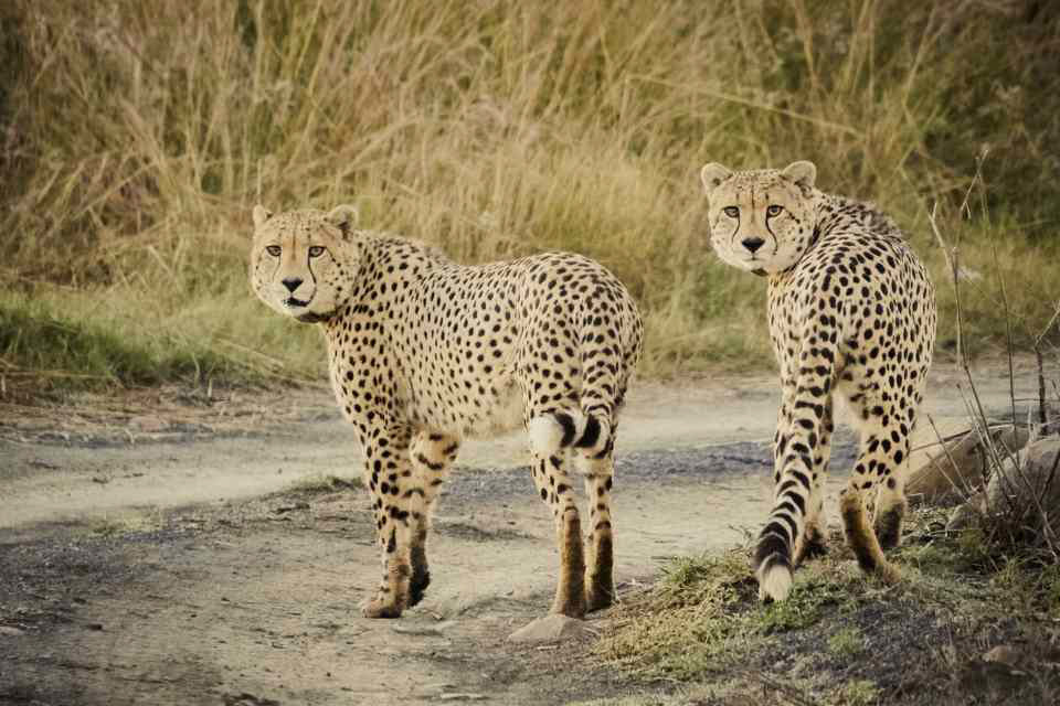Two cheetah brothers having a stroll.