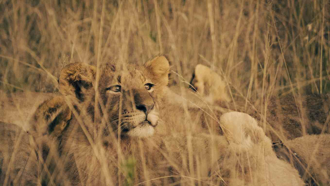 A lion cub watches the sunset with its family. 