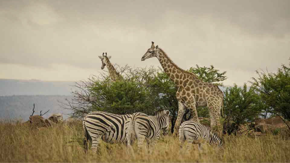 South African evening. 