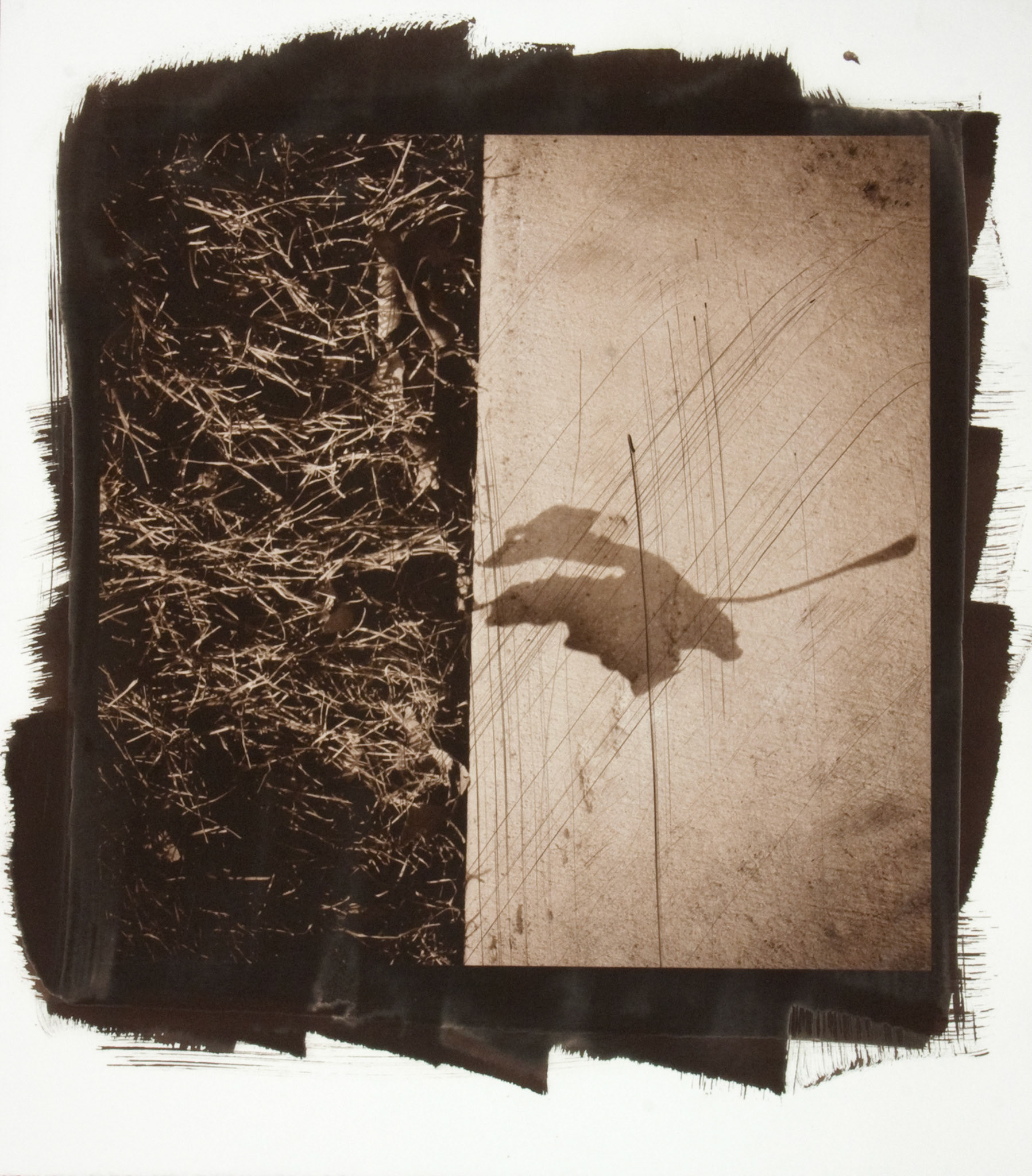 Creature No. 5; Van Dyke photograph, 17 x 15 inches; © 2010