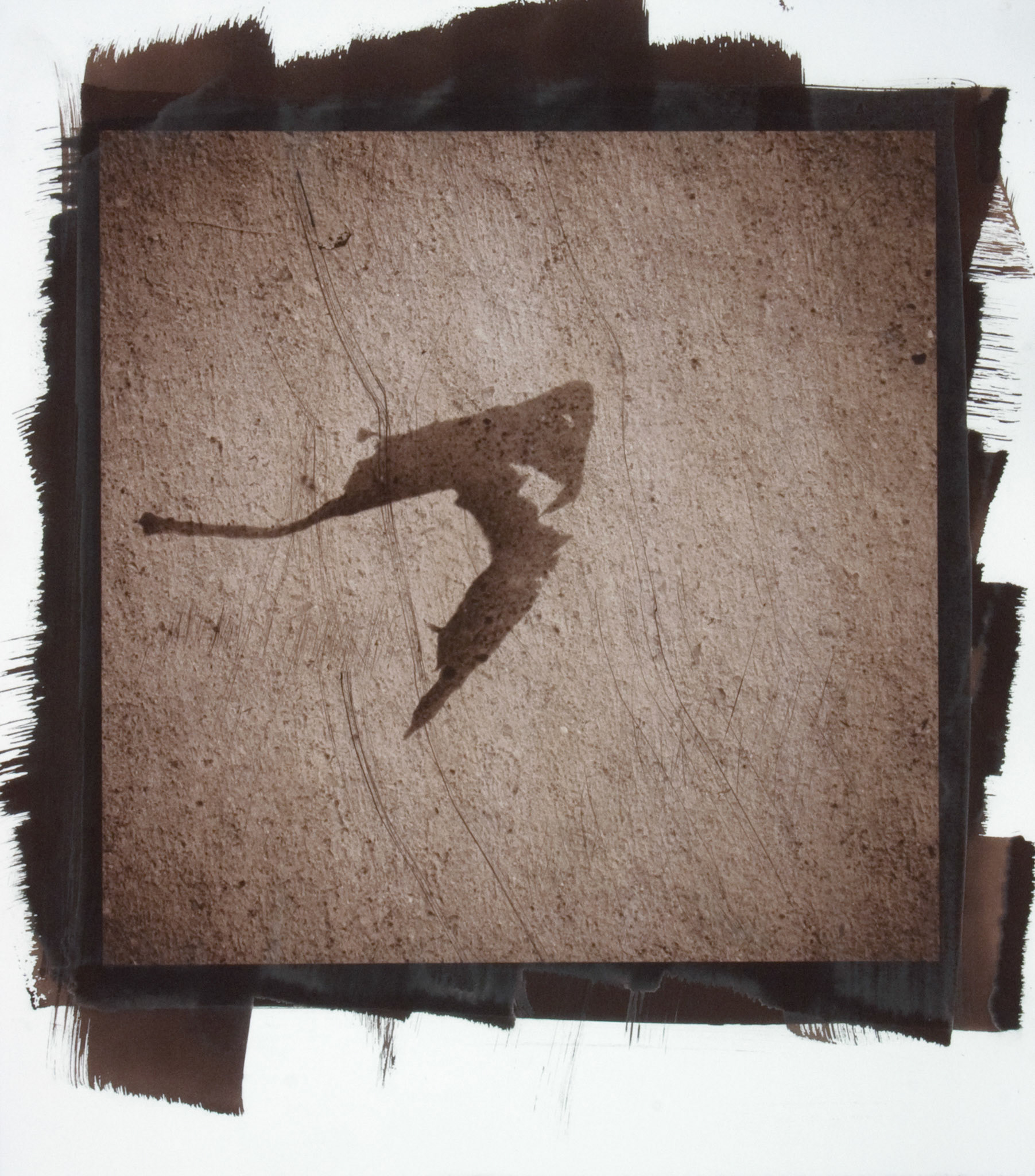 Creature No. 4; Van Dyke photograph, 17 x 15 inches; © 2010