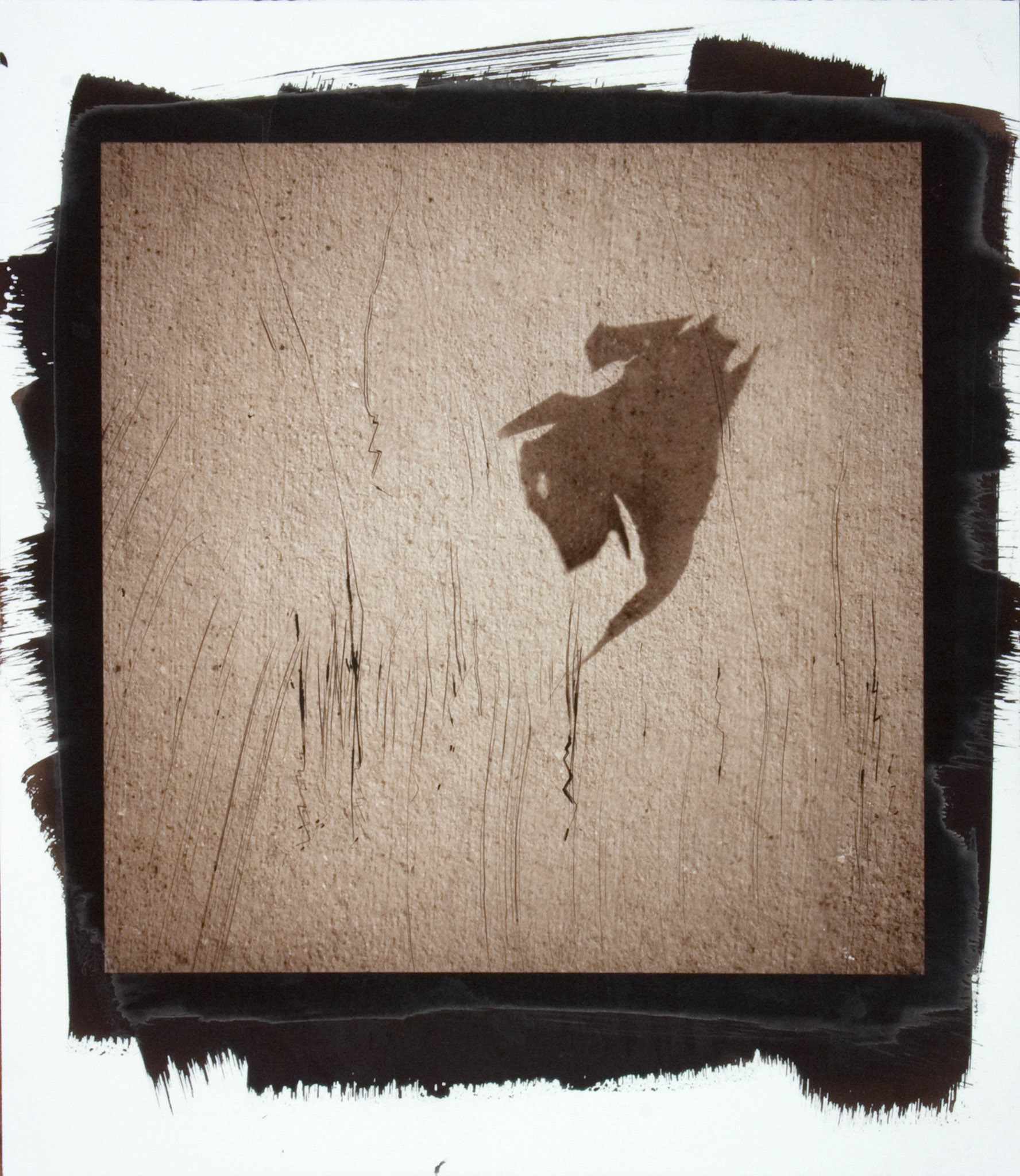 Creature No. 15; Van Dyke photograph, 17 x 15 inches; © 2010