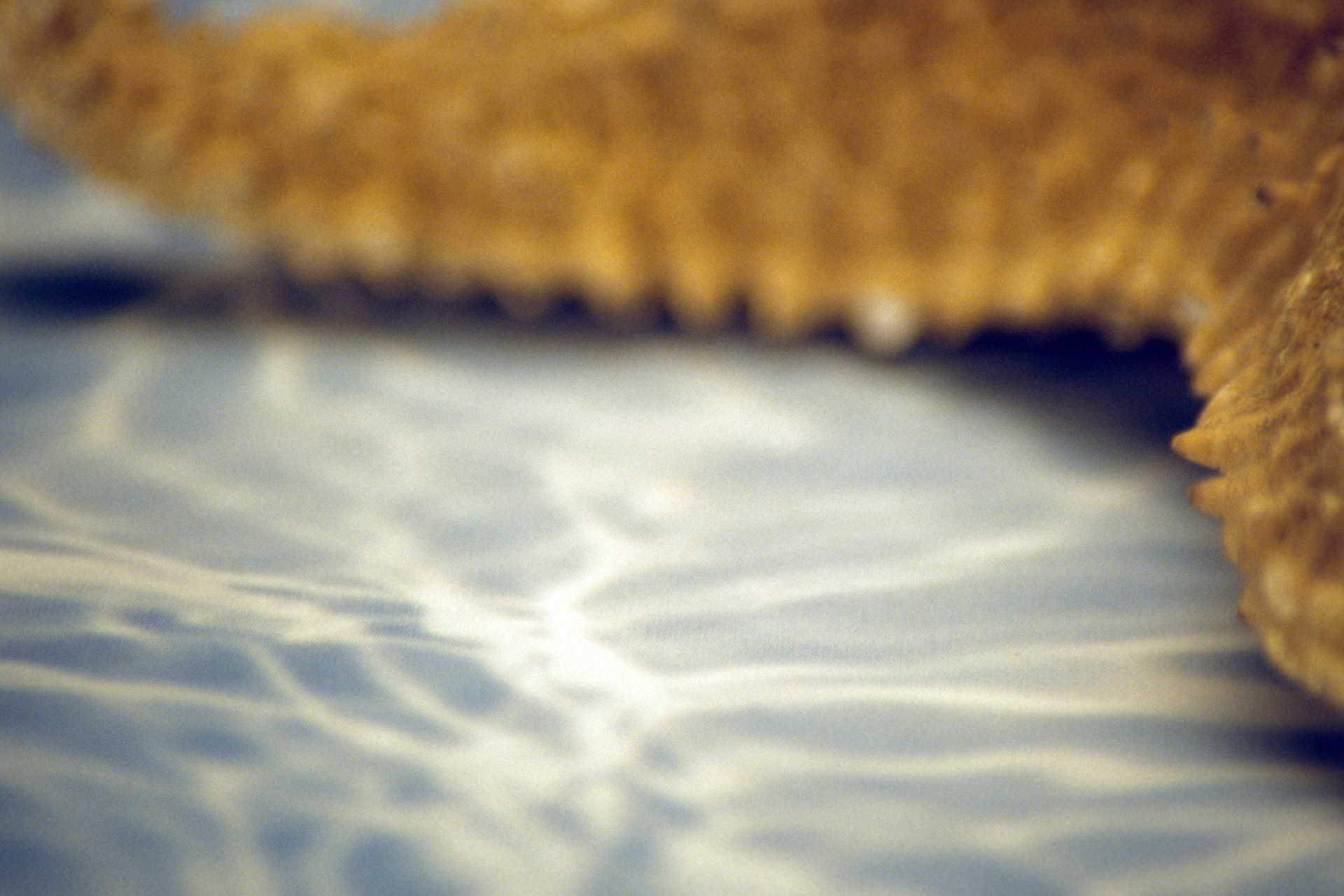 Swim; Chromogenic print from transparency, 8 x 12 inches; © 2008