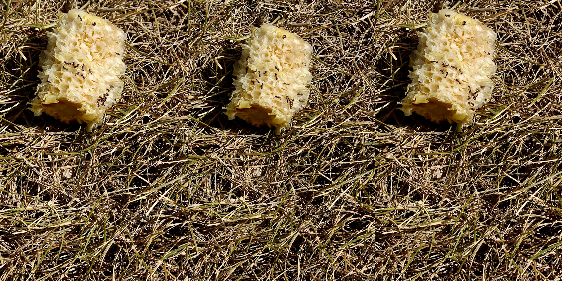 Ants Love a Good Cob; Pigment print, 9 x 18 inches; © 2007