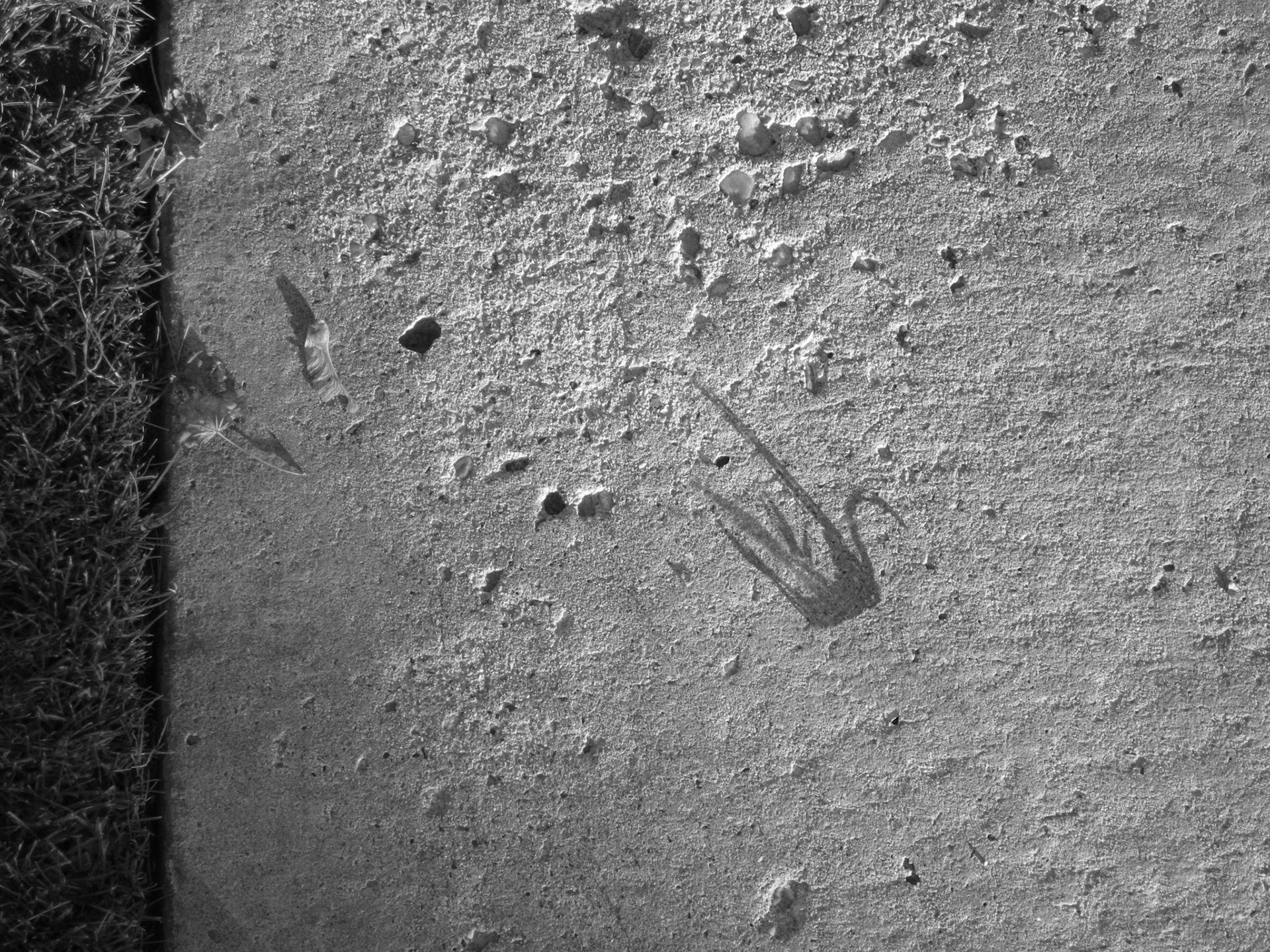 Creature No. 30; Pigment print, 3 x 4 inches; © 2011