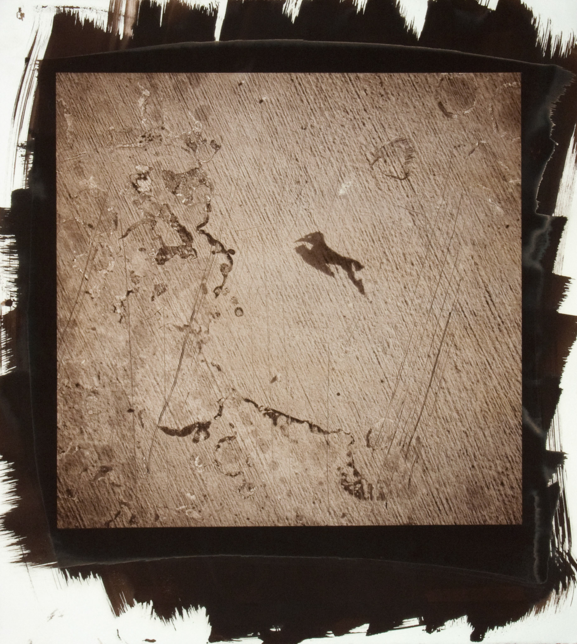 Creature No. 10; Van Dyke photograph, 17 x 15 inches; © 2010