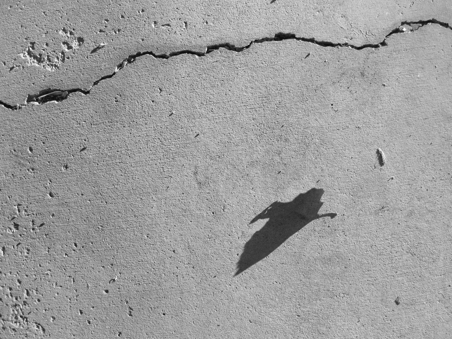 Creature No. 33; Pigment print, 3 x 4 inches; © 2011