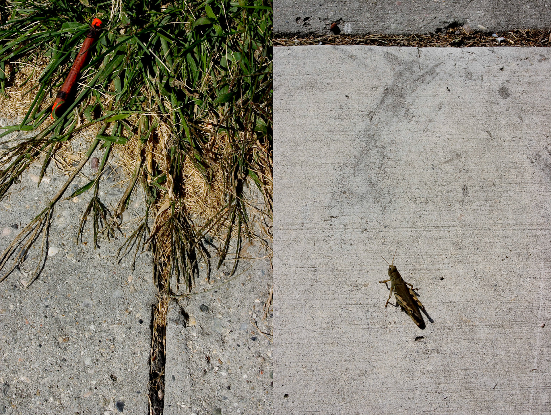 The Grasshopper's Crayon; Pigment print, 12 x 15.9 inches; © 2007