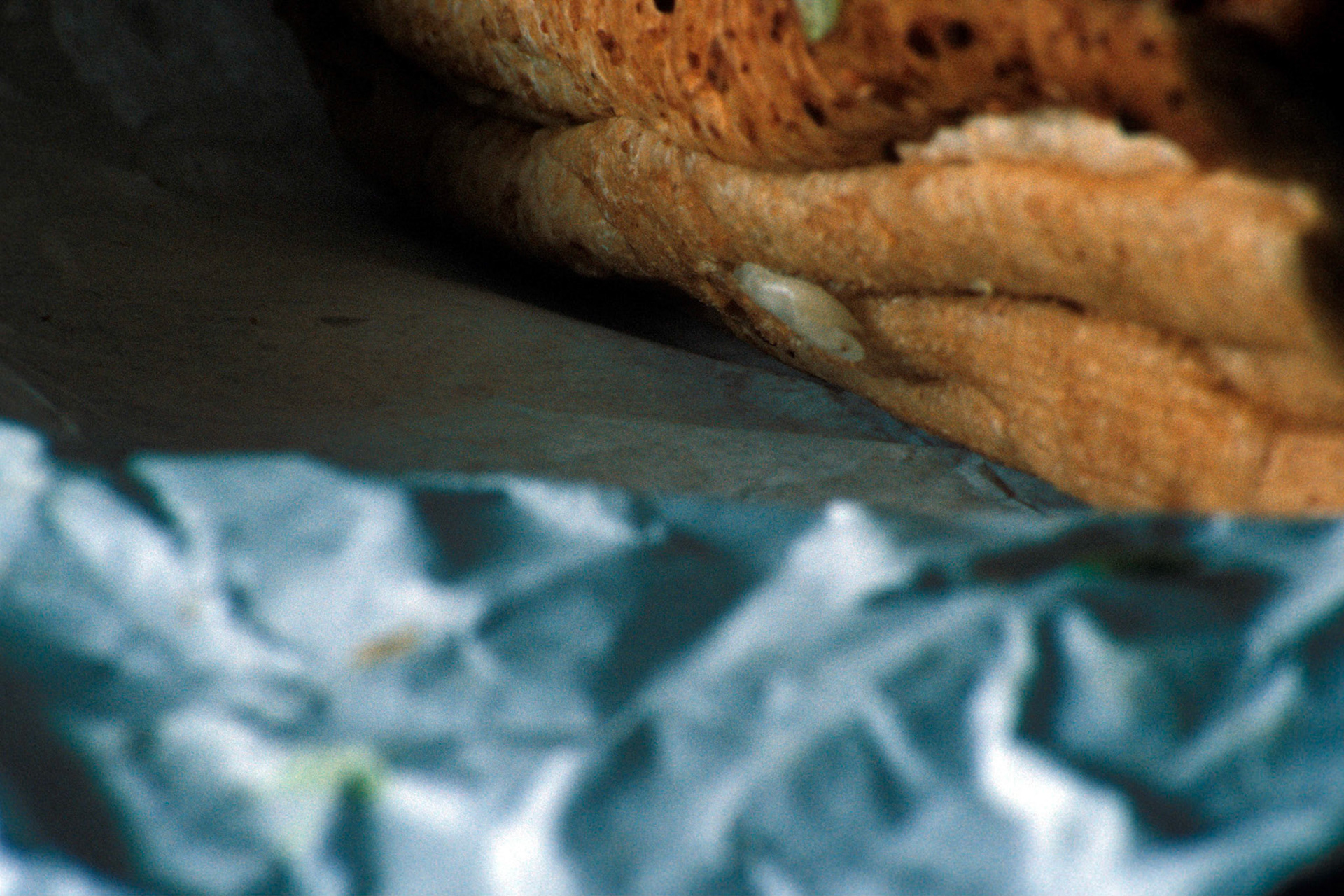 Crust; Chromogenic print from transparency, 8 x 12 inches; © 2008