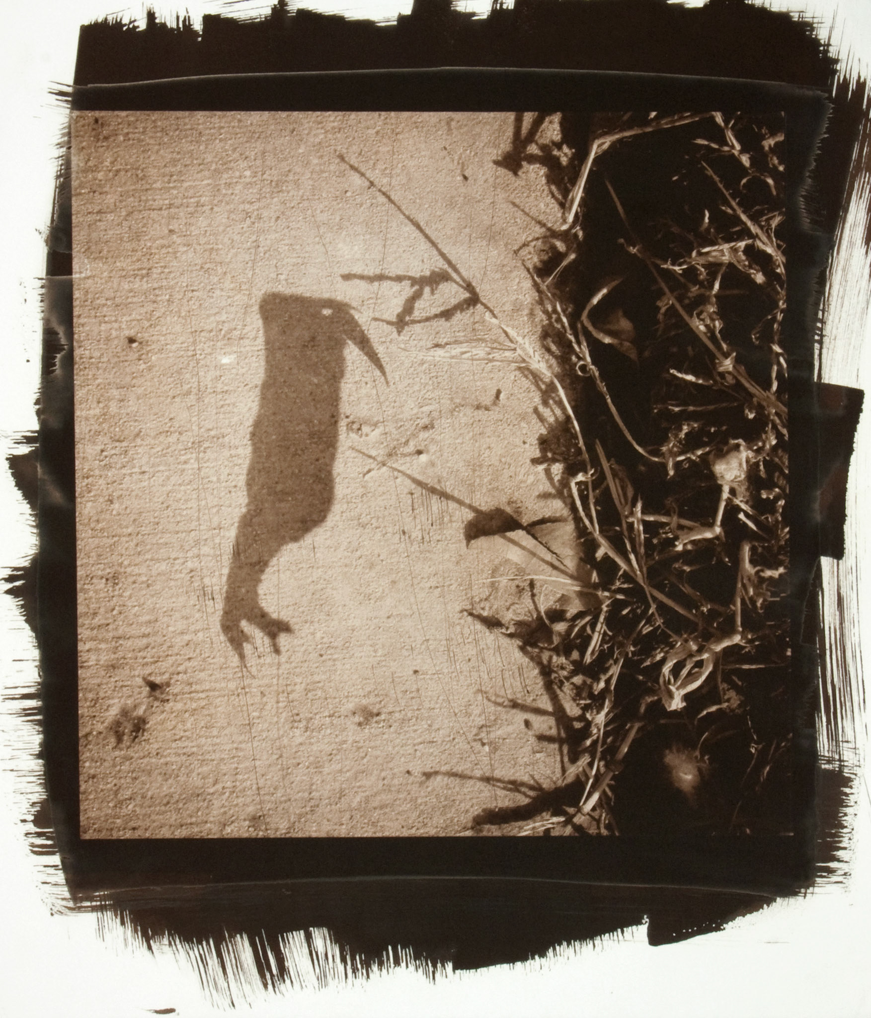 Creature No. 9; Van Dyke photograph, 17 x 15 inches; © 2010