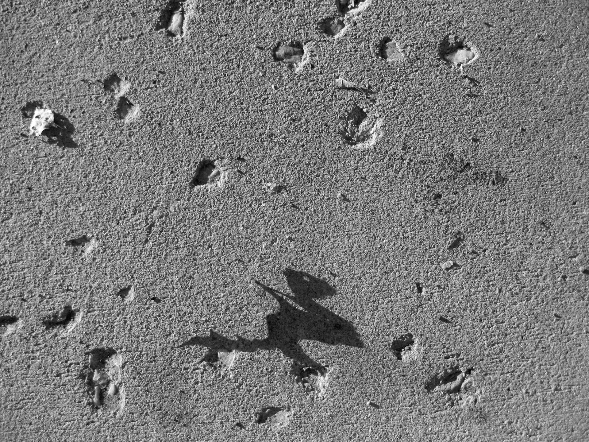 Creature No. 34; Pigment print, 3 x 4 inches; © 2011