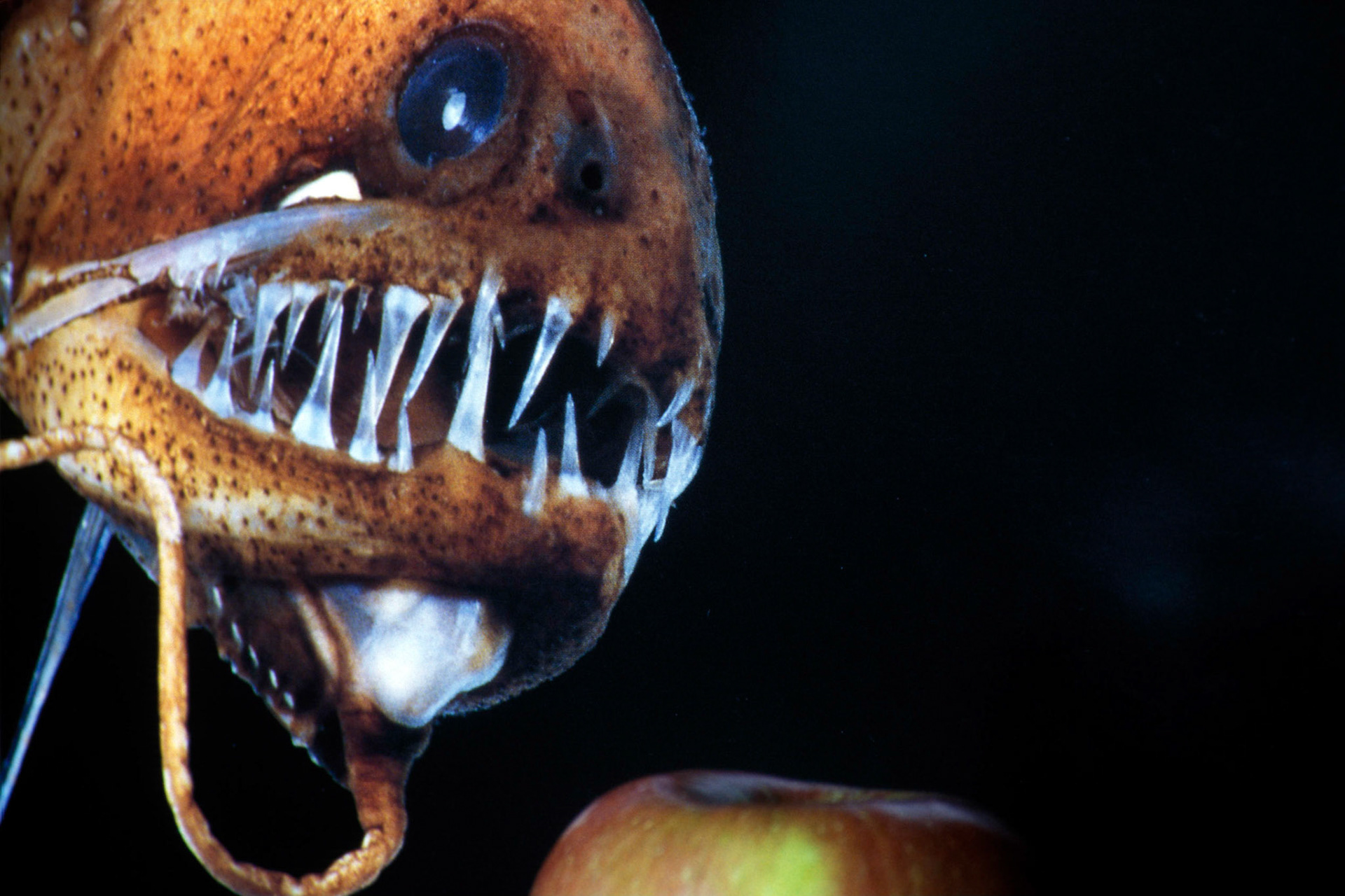 Hunger; Chromogenic print from transparency, 8 x 12 inches; © 2008