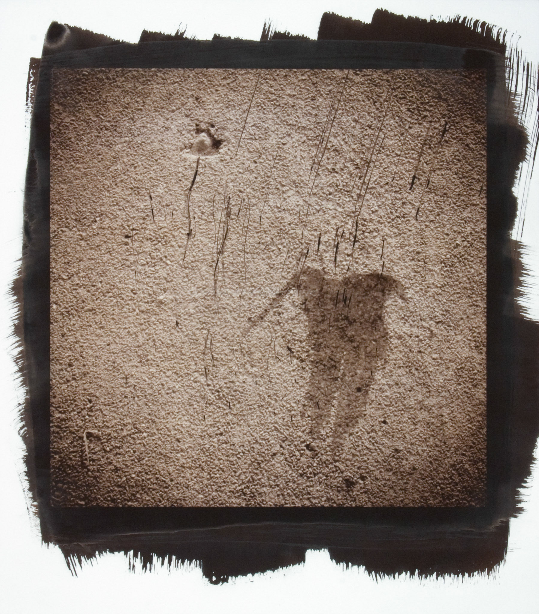Creature No. 20; Van Dyke photograph, 17 x 15 inches; © 2010