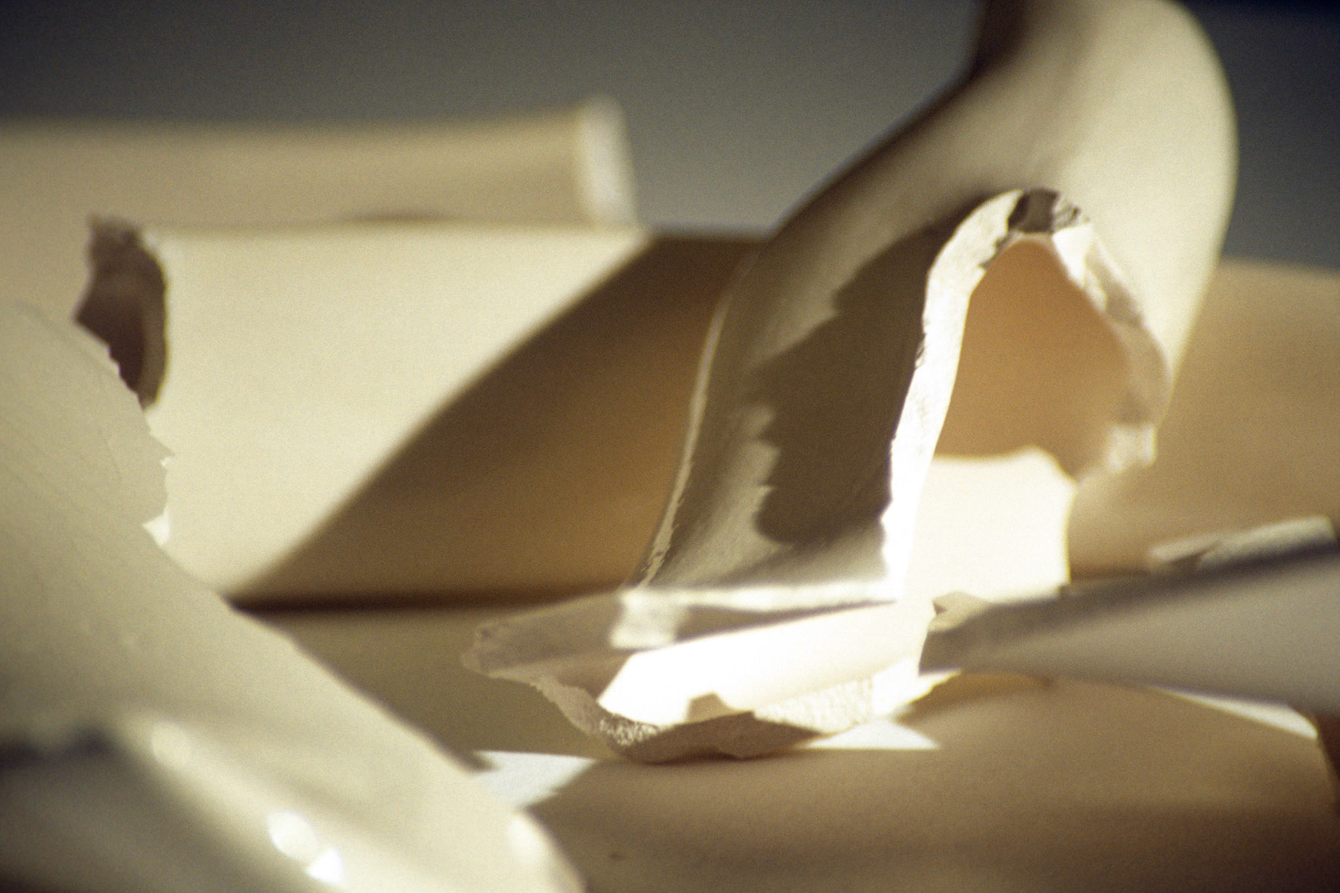 Vulture; Chromogenic print from transparency, 8 x 12 inches; © 2008
