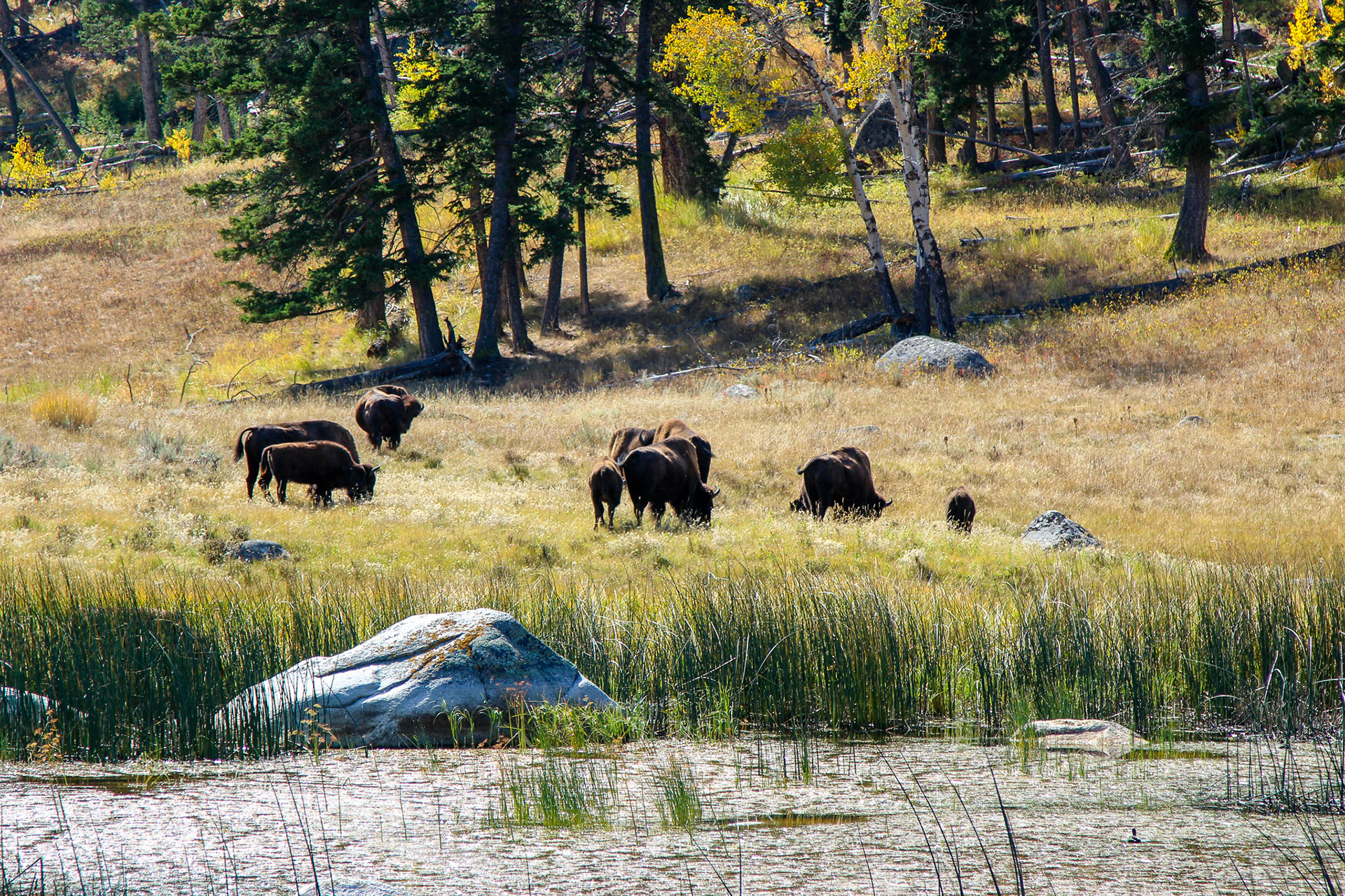 Yellowstone Locals
