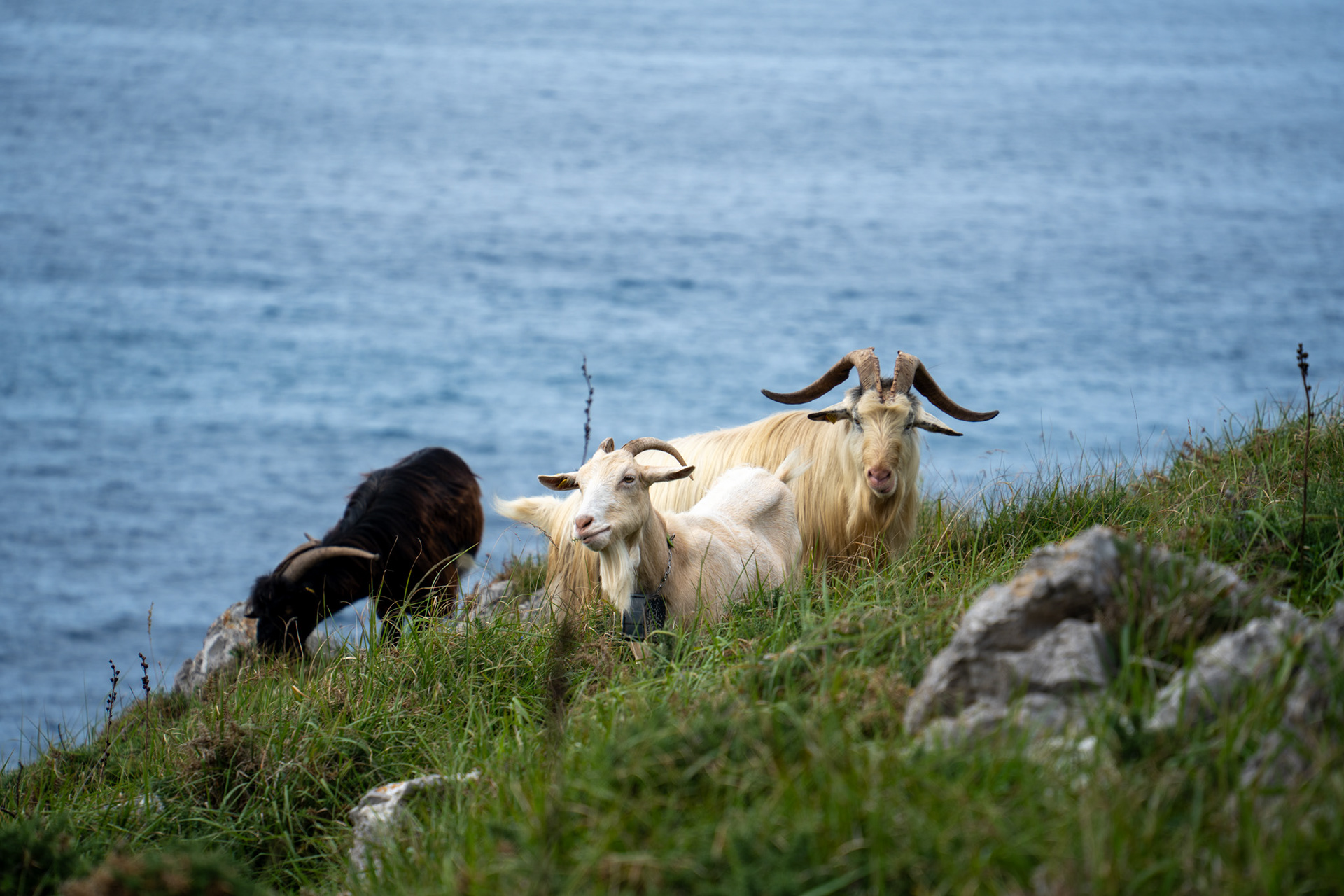 Asturias, Spain