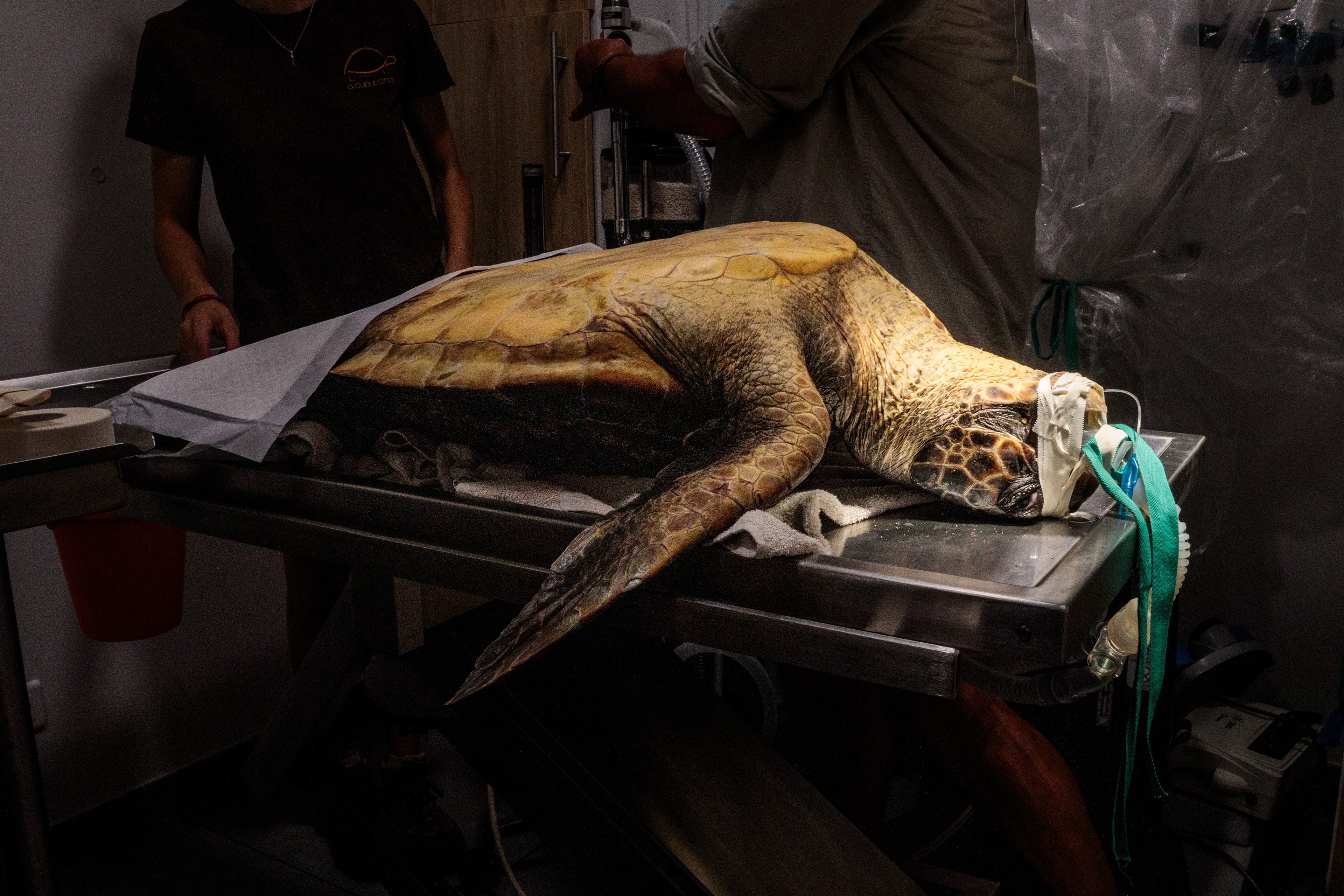 Sur la table d'opération de la clinique vétérinaire de Baleone, une tortue caouanne d’une trentaine d’années de 29kg attend d’être opérée d’un hameçon bloqué dans son œsophage - Baleone, 23/06/2026