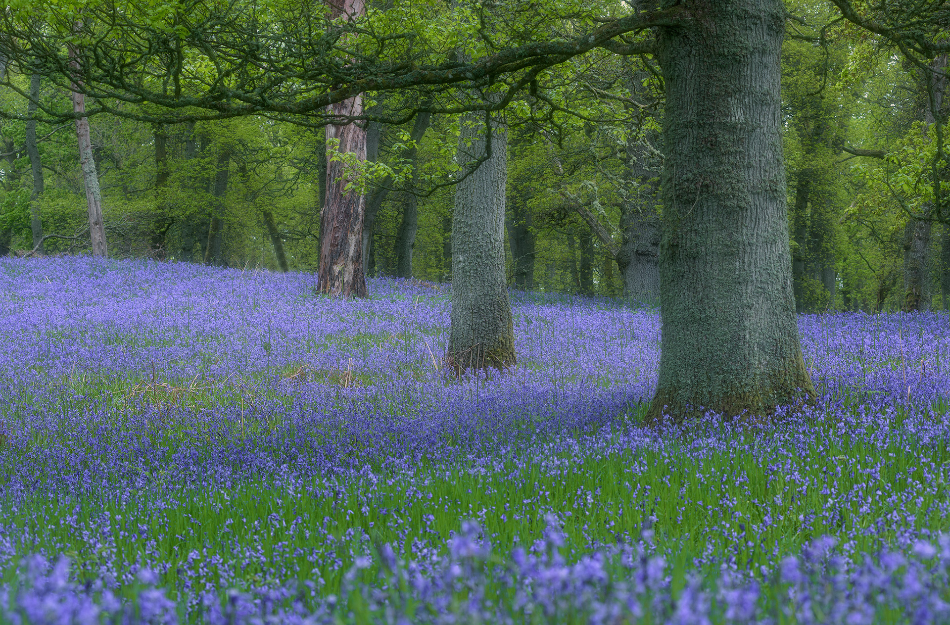 Kinclaven Bluebells