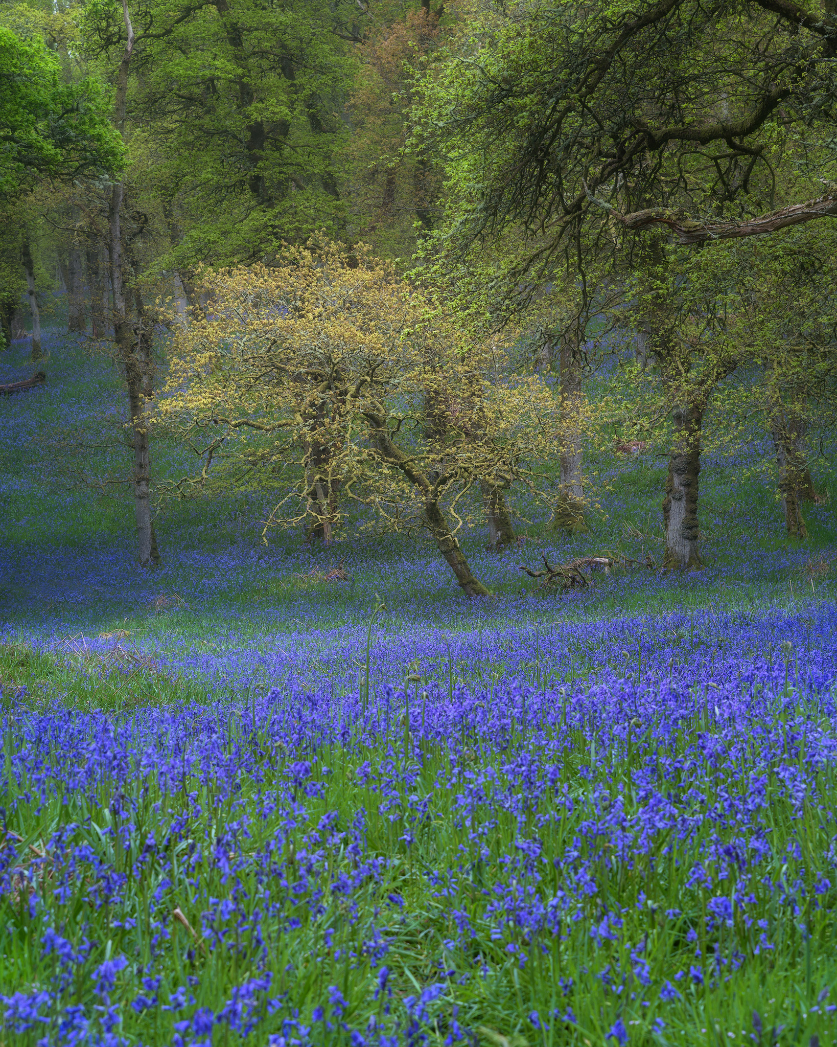 Kinclaven Bluebells
