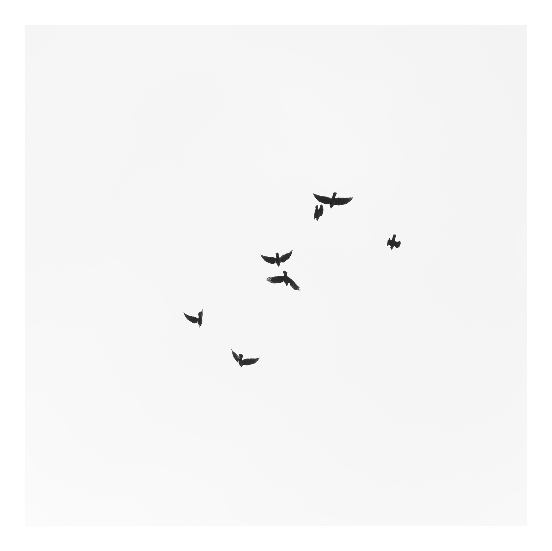 High Flying Birds