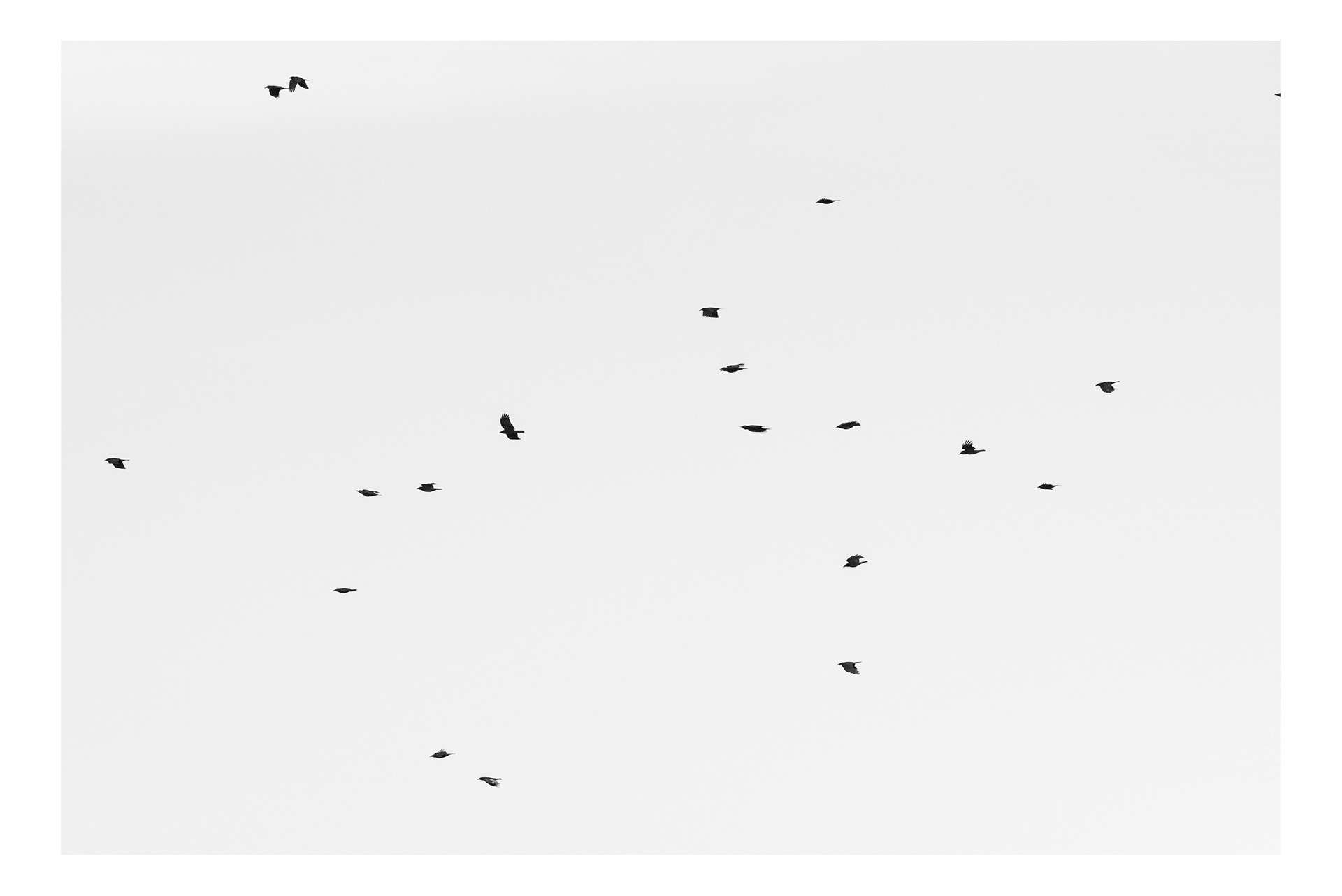 High Flying Birds