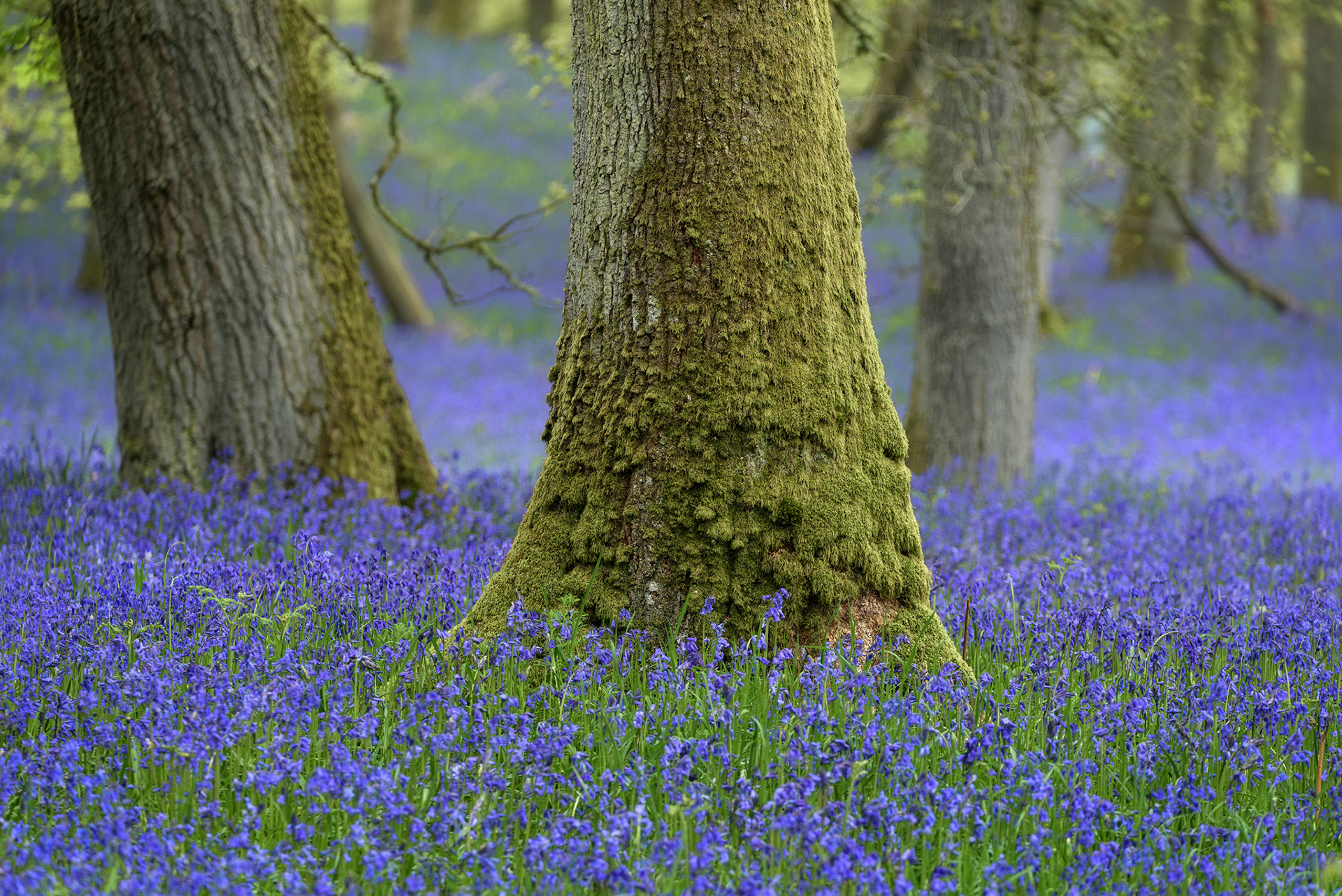 Kinclaven Bluebells