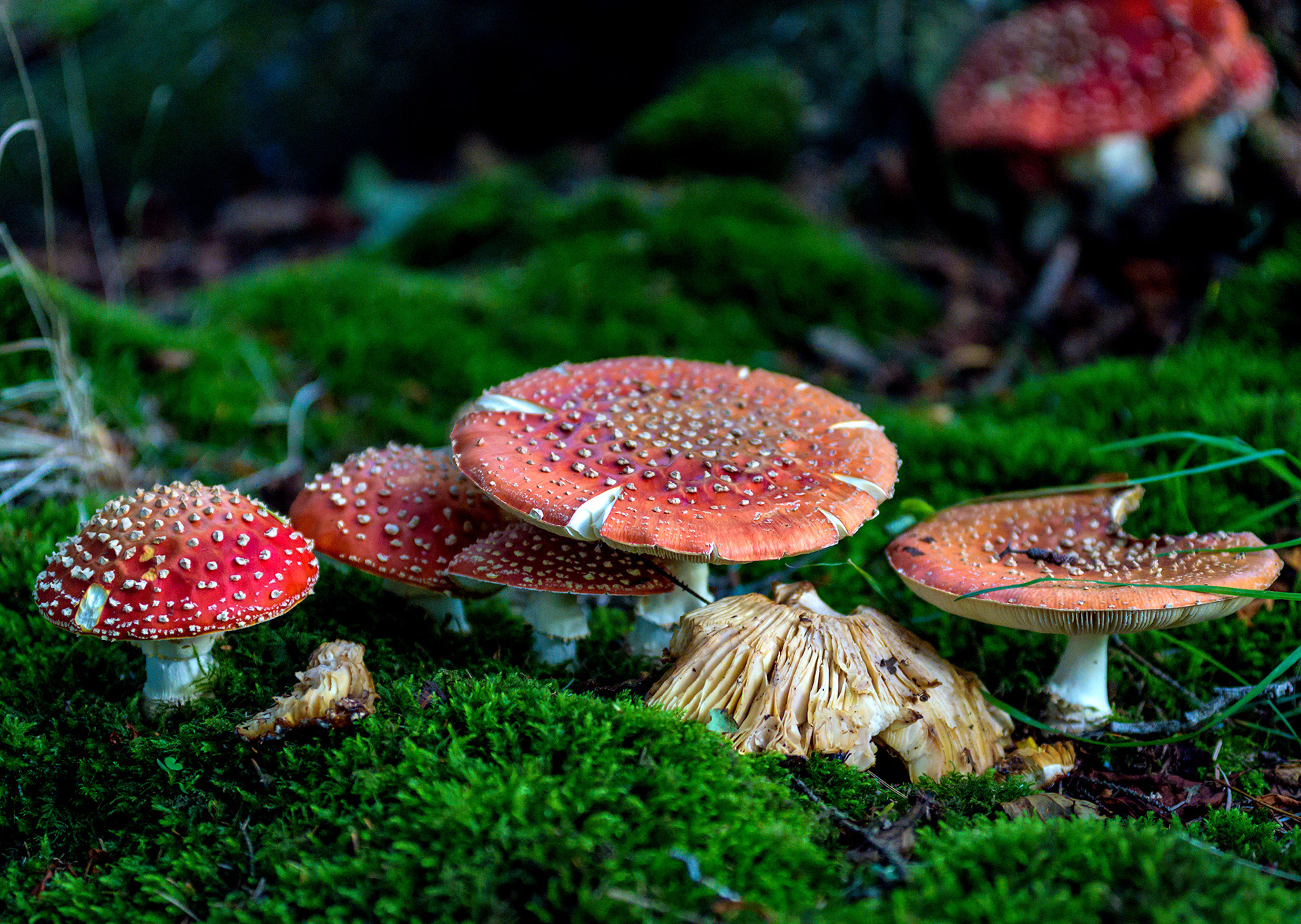Linn Jaw Fungi