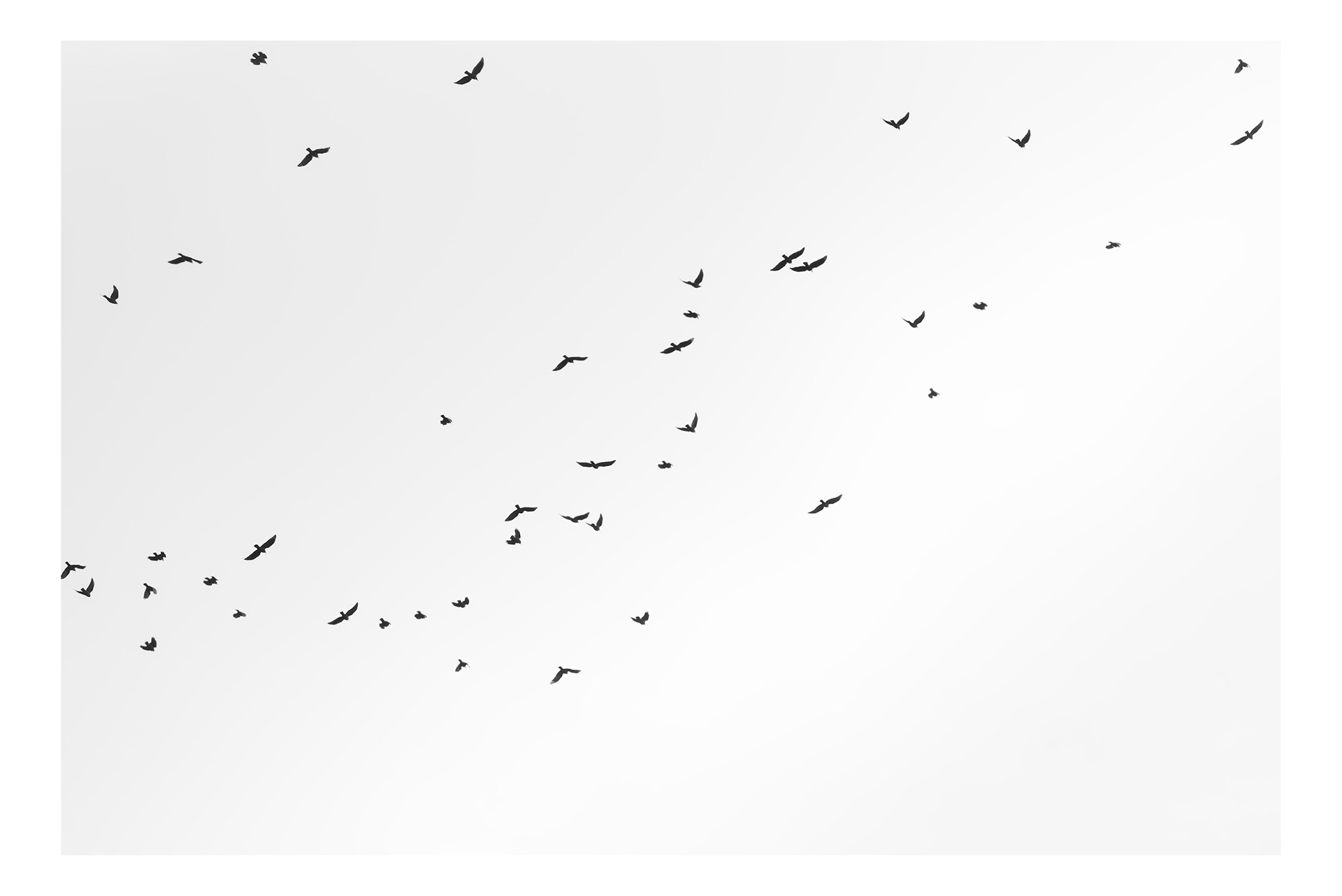 High Flying Birds