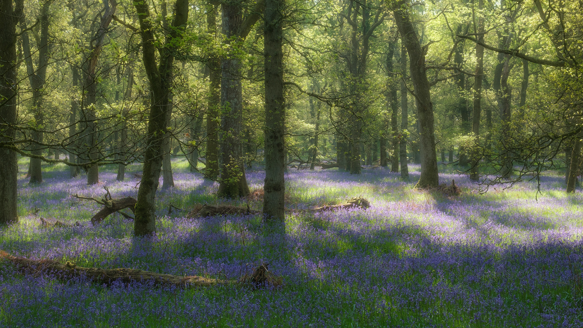 Kinclaven Bluebells