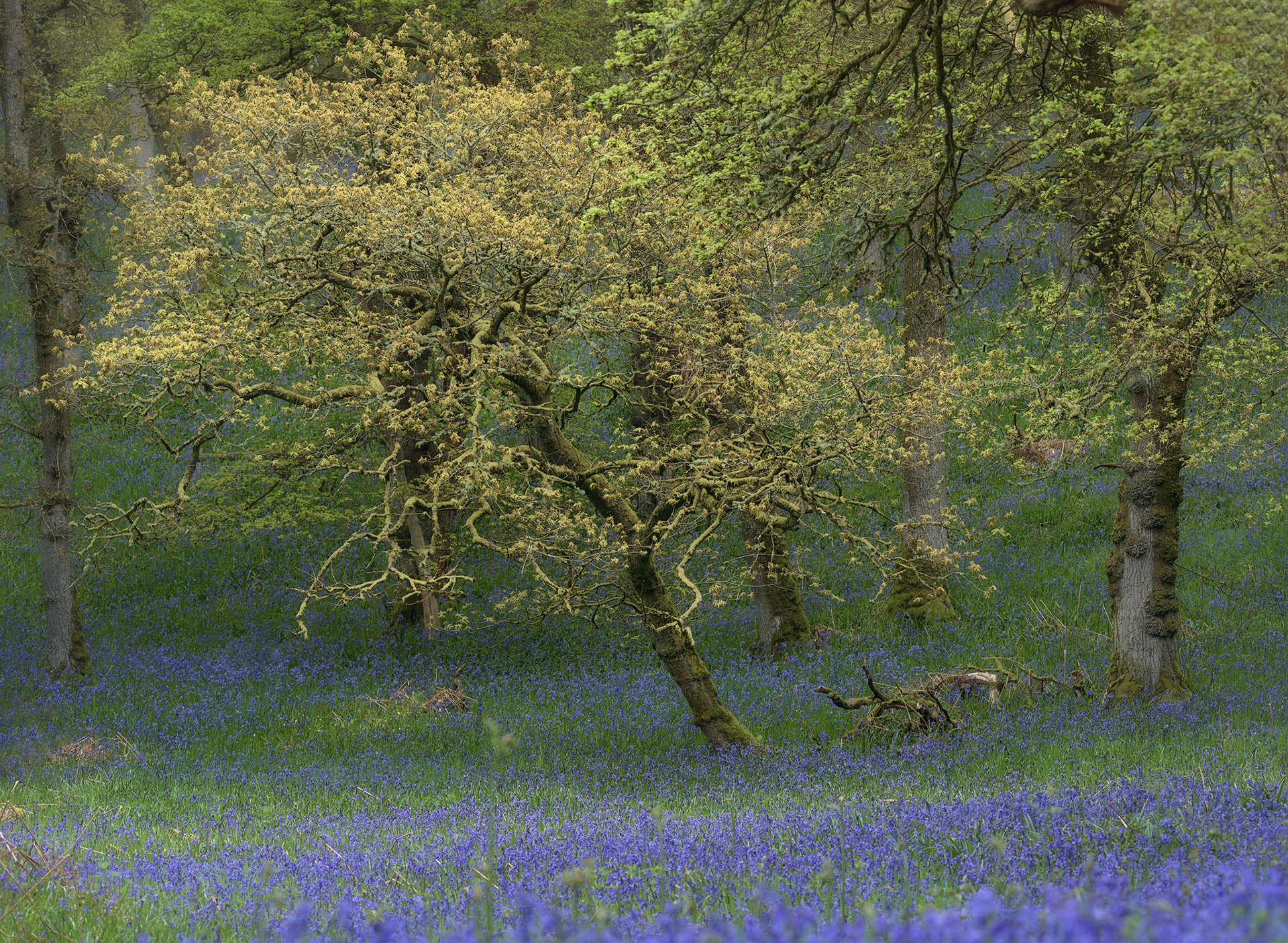 Kinclaven Bluebells