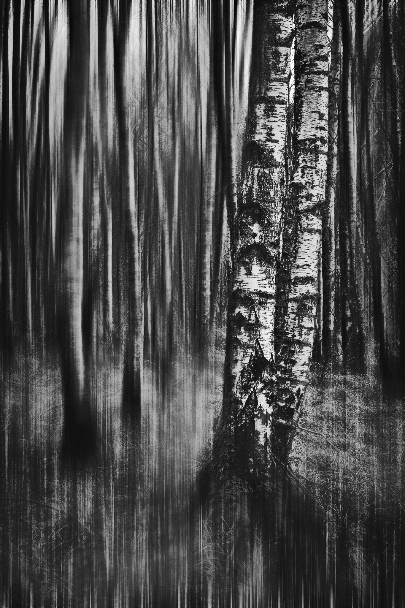Kinloch Birch