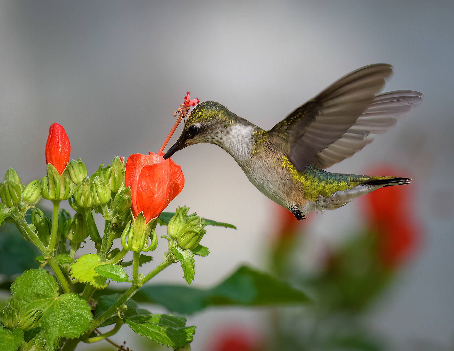 Ruby-throated Hummingbird