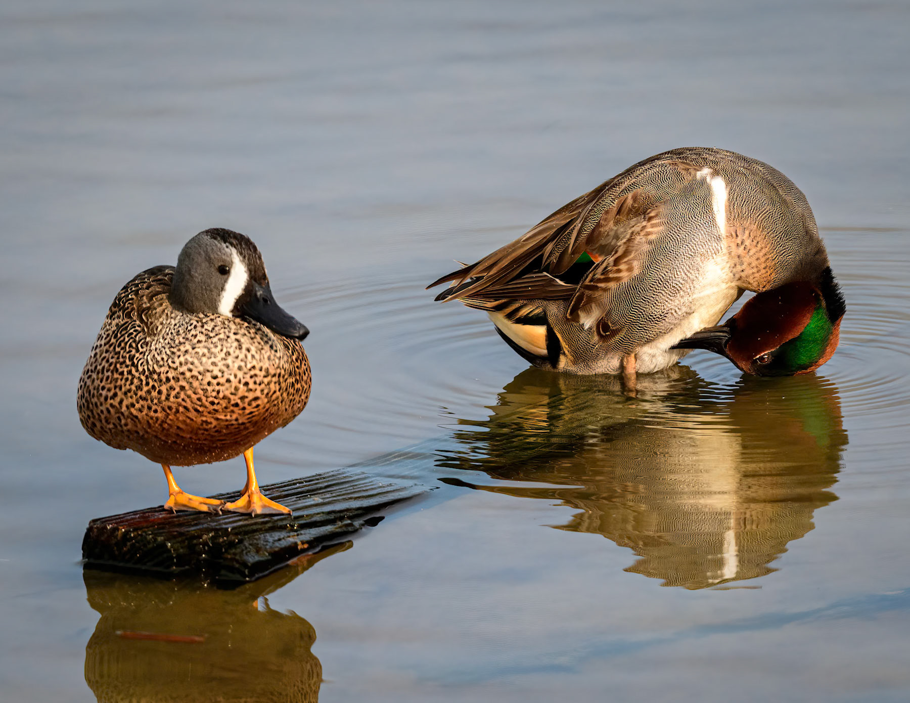Blue-winged Teal &amp; Green-winged Teal