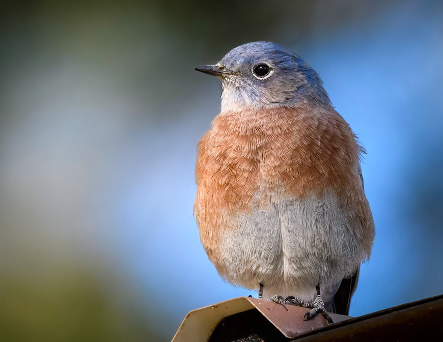 Western Bluebird