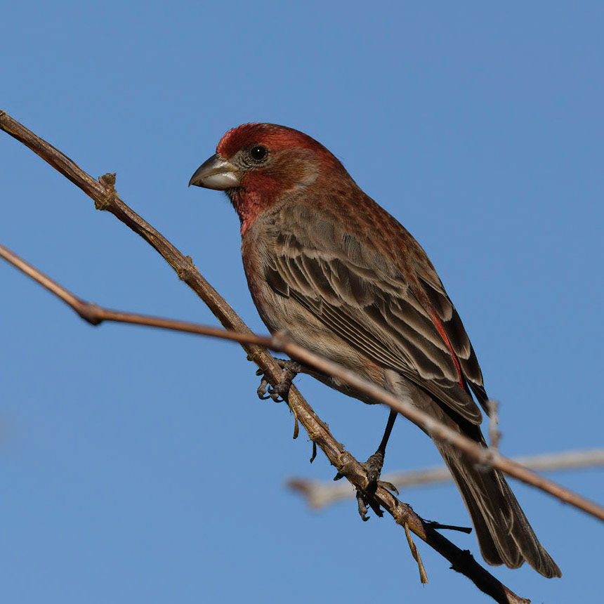 House Finch
