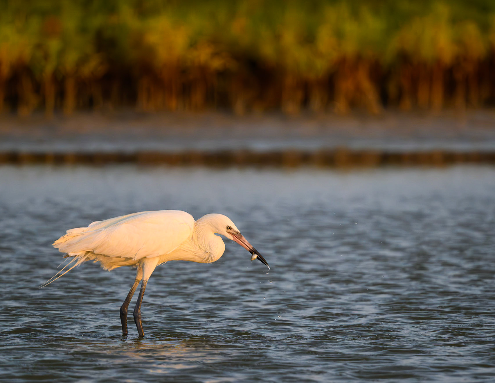 Reddish Egret (White Morph)